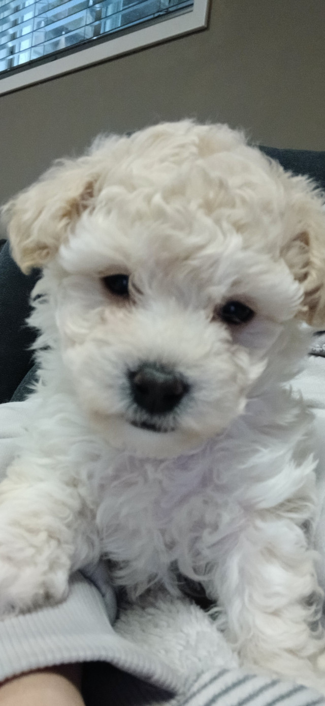 Bichon Poo Ready For Her New Home! in Dogs & Puppies for Rehoming in North Bay - Image 2