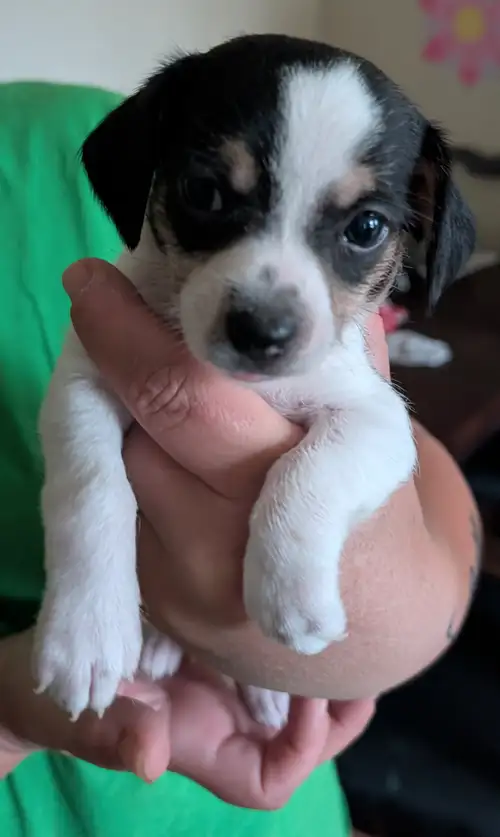 These 2 boys are looking for their fur ever homes , will require a deposit to hold your puppy, they...