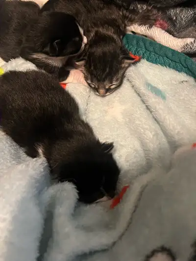 baby kittens, View more