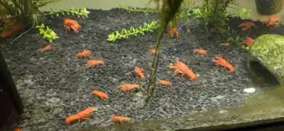 Dwarf orange mexican crayfish babies, View more