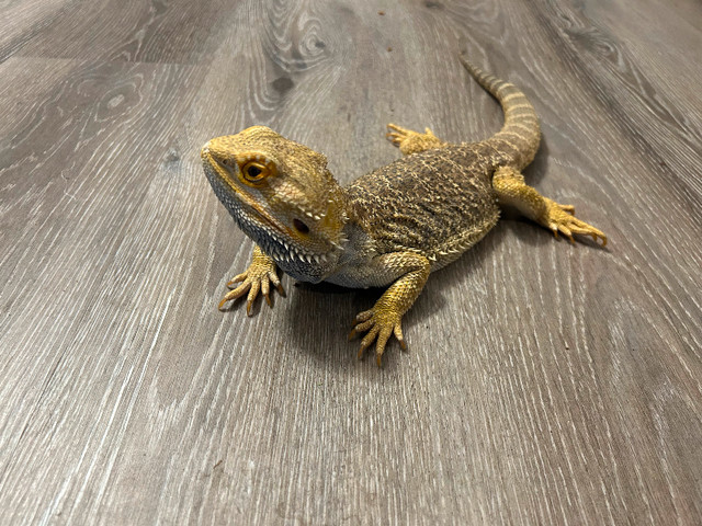 Bearded Dragon in Reptiles & Amphibians for Rehoming in Edmonton