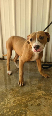 Abby-6mth female american bulldog mix