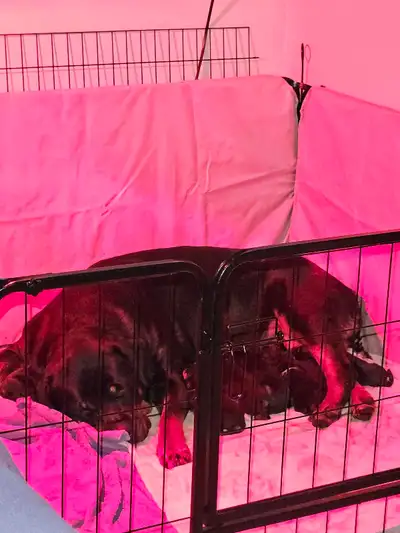 Rottweiler Puppies, View more