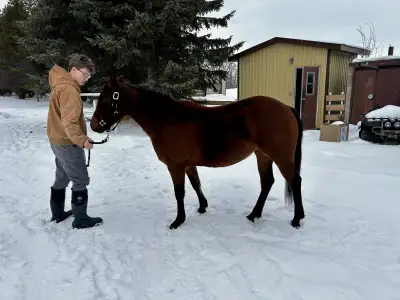 2yr old Red Hott Cat filly , View more