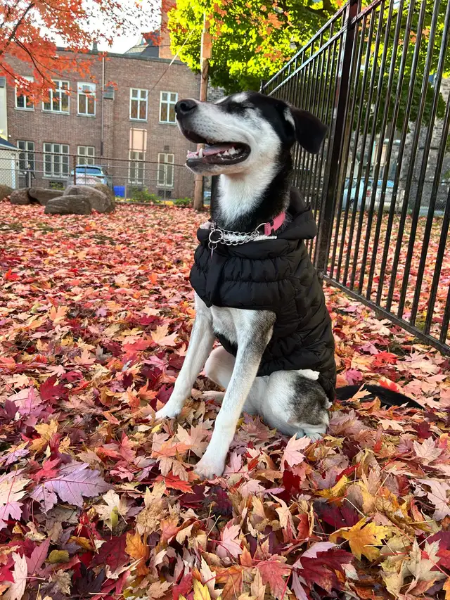 Husky-Lab Mix in Dogs & Puppies for Rehoming in City of Toronto - Image 4