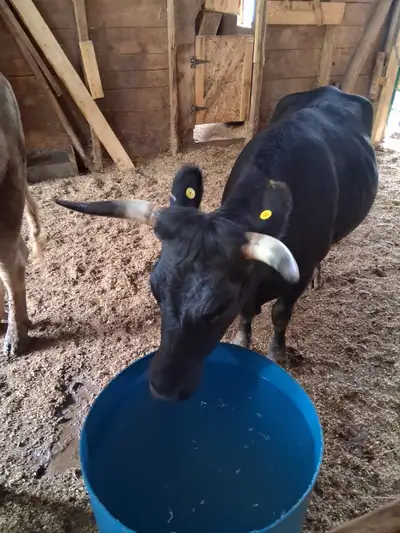 Cattle-3 Registered Dexter Females, View more