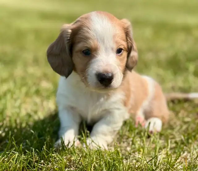 Dachshund puppies in Dogs & Puppies for Rehoming in St. Albert - Image 4