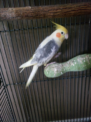 Bird Cages | Adopt Birds Locally in Cambridge | Kijiji Classifieds