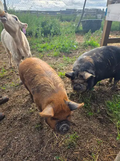 Kunekune, View more