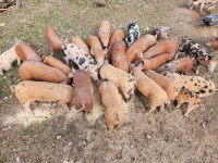 Weaner pigs - sold out pending pickup