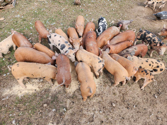 Weaner pigs - sold out pending pickup in Livestock in Vernon
