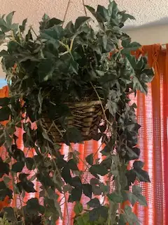 Hanging artificial plant632350670228511217