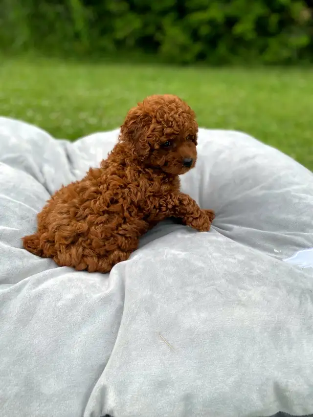 red toy poodle puppies looking for their Forever home in Dogs & Puppies for Rehoming in City of Toronto - Image 7