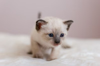 adorable Siamese kitties
