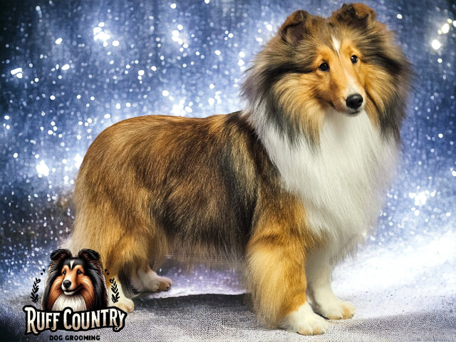 Private Dog Grooming in Oakbank in Animal & Pet Services in Winnipeg - Image 2