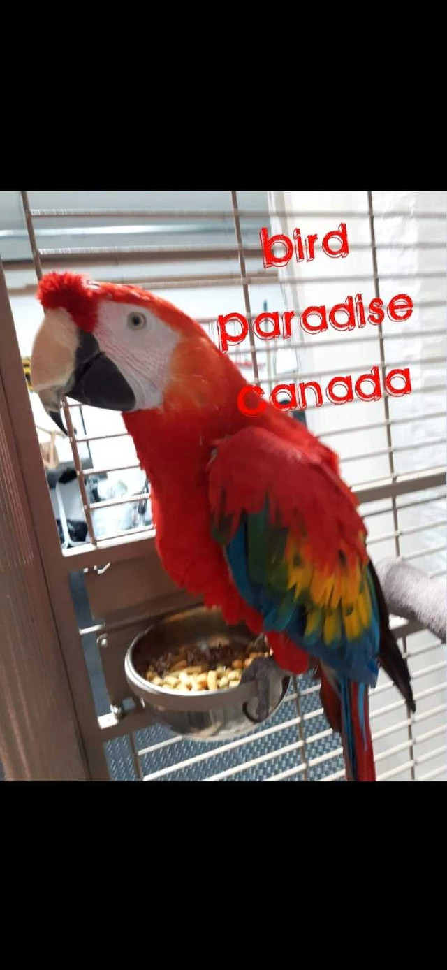 Female Scarlet Macaw in Birds for Rehoming in Edmonton