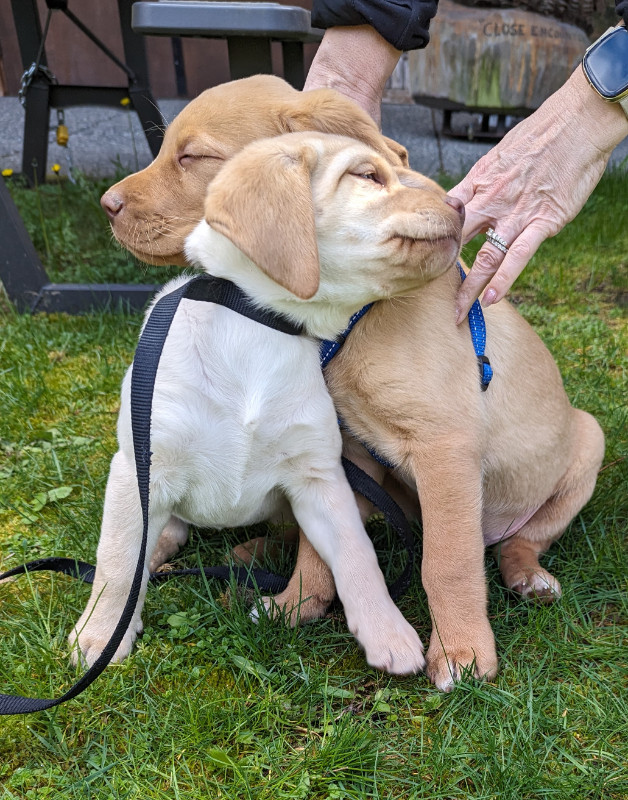 SOLD - Fun Loving Labrador Retriever Pups Available in Dogs & Puppies for Rehoming in Chilliwack