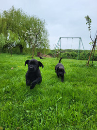 Labrador Retriever, Retriever puppies. Ready for their new home!
