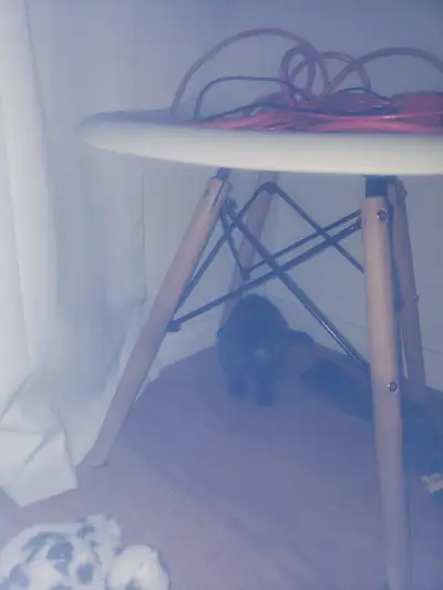 chaton a vendre, View more