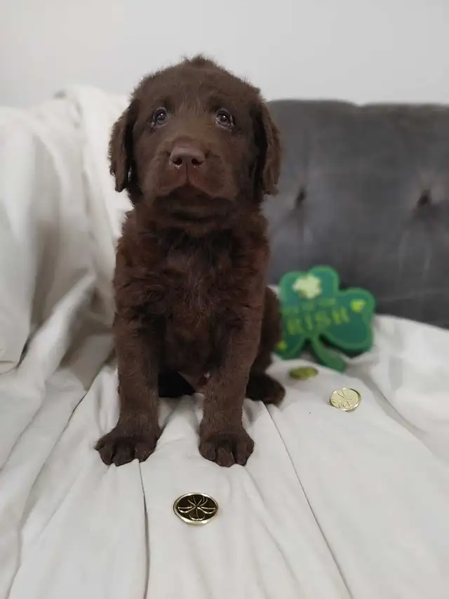 2 Left -  F1 Labradoodle Puppies (Chocolate & Multicolored) in Dogs & Puppies for Rehoming in Delta/Surrey/Langley - Image 7