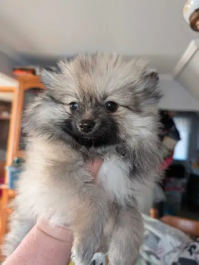 Pomeranien chiot femelle née le 17 mars 2025.2 magnifique femelle pur Race. Prête à partir. elles on...