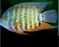 Looking for Severum 
