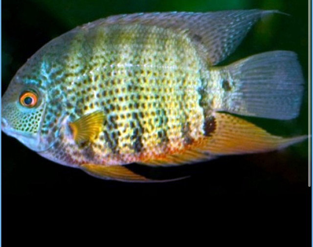 Looking for Severum  in Fish for Rehoming in Peterborough