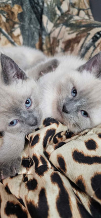 Purebred Linx/lilac point siamese kittens