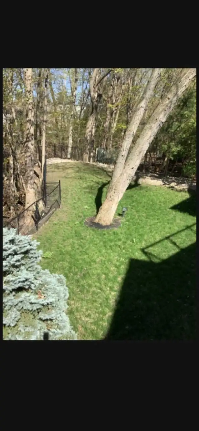 aeration dethatching/power raking instant pricing garden cleanup in Lawn, Tree Maintenance & Eavestrough in Mississauga / Peel Region - Image 7