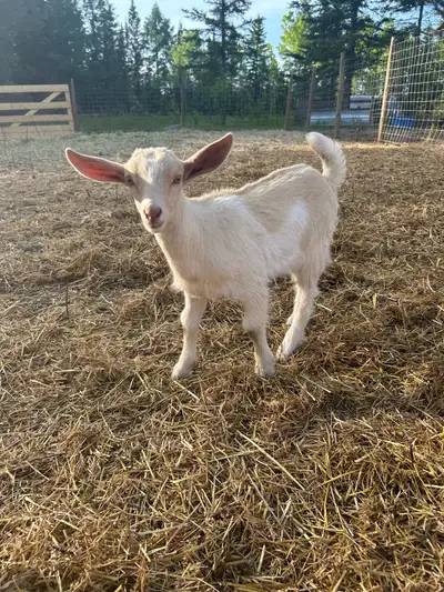 Mini Lamancha Doeling, View more