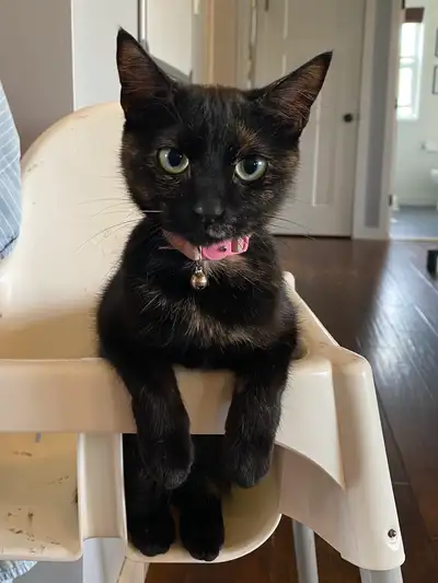 Cuddly/loving cat looking for a new home. *FREE*, View more