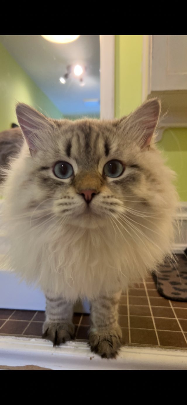 Chatons Sibériens enr Tica et Maine coon Enr Tica pures races