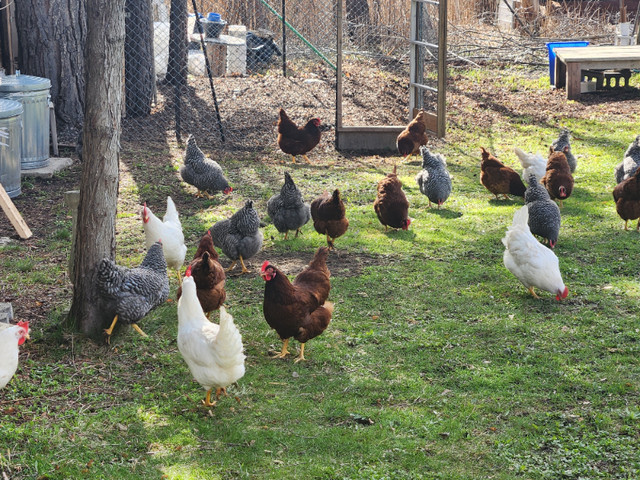 Chicken Eggs - FREE RUN - Fresh and Nutritious in Livestock in Oshawa / Durham Region - Image 2