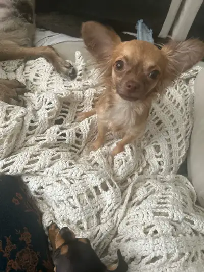 Long hair female chihuahua puppy, View more
