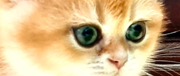 LA BEAUTÉ POUR VOUS dans Chats et chatons à adopter  à Laval/Rive Nord - Image 3