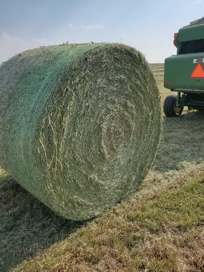 First cut alfalfa hay for sale. $250 a metric tonne. Baled dry and no rain, 16 left, 5x6 round bales...