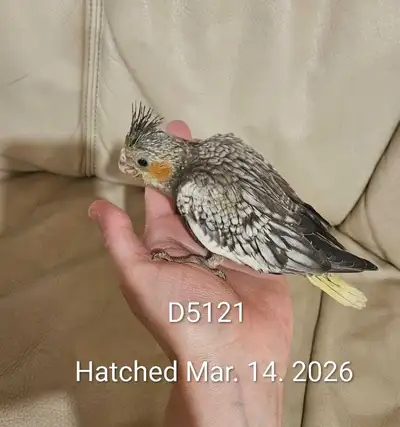Healthy Baby Cockatiel, View more