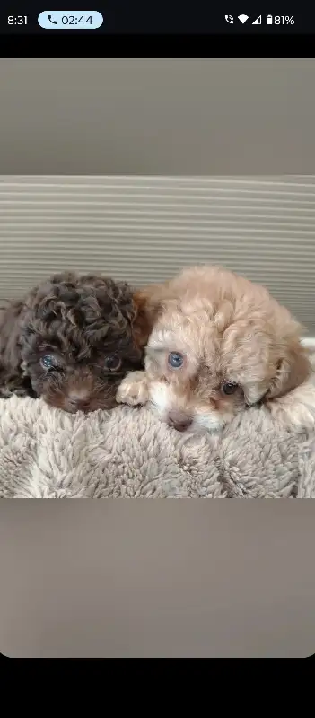 Tiny Toy Poodle Puppies in Dogs & Puppies for Rehoming in Markham / York Region - Image 4