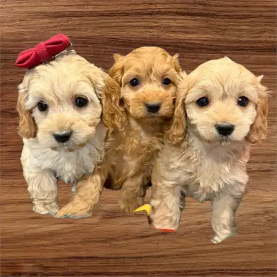 MINIATURE CAVAPOO PUPPIES, View more