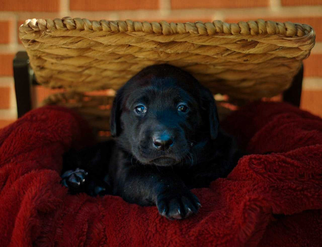 Ready to go!!  Purebred Labrador Retriever dans Chiens et chiots à adopter  à Sudbury - Image 4
