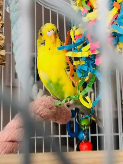 Male Budgie, cage and accessories, View more