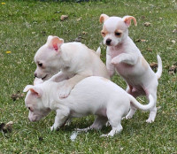 Chihuahua Cuties