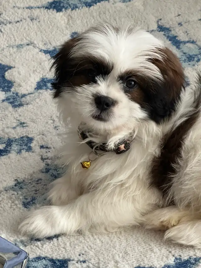 puppy for sale in Dogs & Puppies for Rehoming in City of Toronto - Image 3