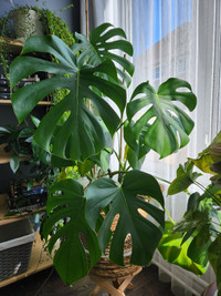 Large monstera plant (3.5 ft) with basket , giant leaves - $60