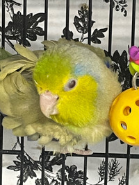 Special Needs Parrotlet