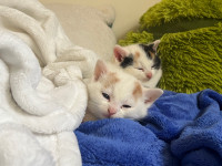 Chatons kittens 