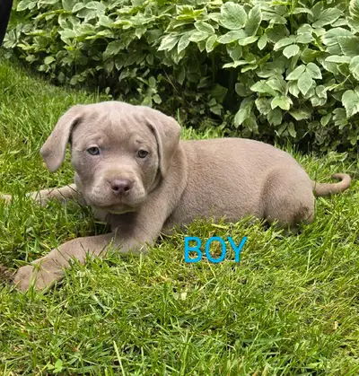 Lab X Puppies, family raised with cats kids and other dogs. Pups will come with first vaccinations m...
