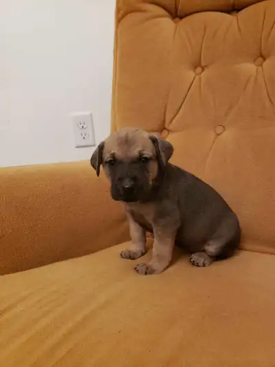 Great Dane/Catahoula Cross Puppies, View more