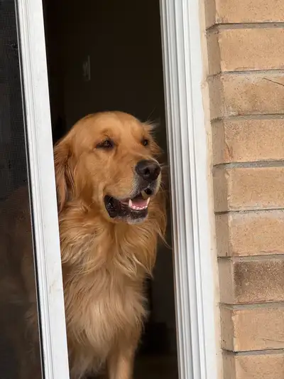 Pure Golden Retriever for Adoption, View more
