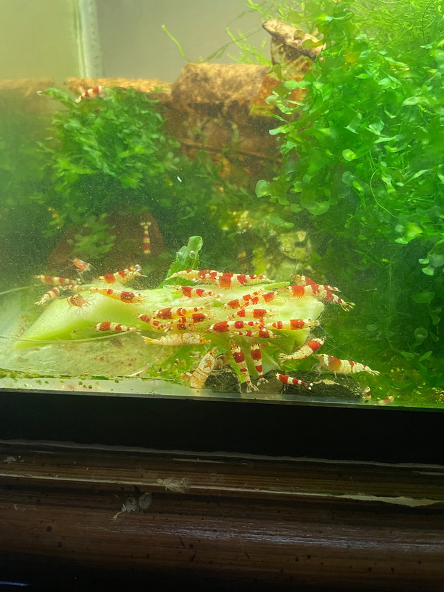 Crystal red shrimp in Fish for Rehoming in City of Halifax - Image 2